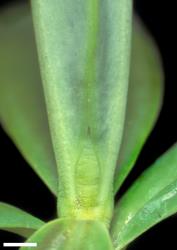 Veronica scopulorum. Leaf bud with acute sinus. Scale = 1 mm.
 Image: W.M. Malcolm © Te Papa CC-BY-NC 3.0 NZ